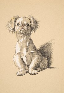 Peke, 1930, Illustrazioni dal suo Sketch Book usato per Just Among Friends, Aldin, Cecil Charles Windsor (1870-1935), successivamente pubblicato da Eyre and Spottiswoode Limited, 1934 da Cecil Charles Windsor Aldin