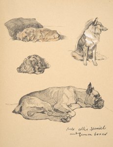Peke, Collie, Spaniel e Boxer Tedesco, 1930, Illustrazioni dal suo Sketch Book per 