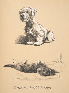 Sealyham e Cucciolo di Rough Dachund, 1930, Illustrazioni dal suo Sketch Book usate per Just Among Friends, pubblicato successivamente da Eyre e Spottiswoode Limited, 1934 da Cecil Charles Windsor Aldin