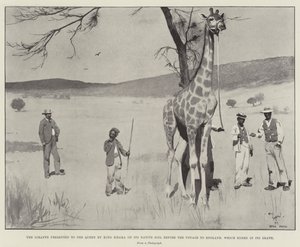 La giraffa presentata alla Regina dal Re Khama sul suo suolo natale prima del viaggio in Inghilterra, che terminò con la sua morte da Cecil Charles Windsor Aldin