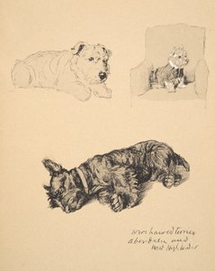 Terrier a Pelo Ruvido, Aberdeen e Highlander Occidentale, 1930, Illustrazioni dal suo Sketch Book usato per Just Among Friends, Aldin, Cecil Charles Windsor (1870-1935), successivamente pubblicato da Eyre and Spottiswoode Limited da Cecil Charles Windsor Aldin