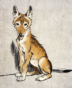 Giovane sciacallo, c.1900 (incisione)