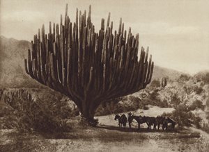 Messico: Cactus a forma di candelabro, Oaxaca da Cecile Seler Sachs