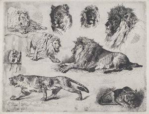 Studio di leoni da Cesare Biseo