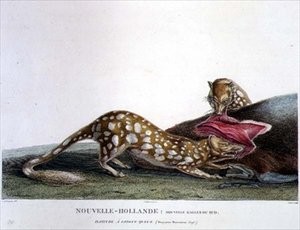 Dasyurus Macrourus, un Dasiuro dalla Coda Lunga, dal Nuovo Galles del Sud, Nuova Olanda, tavola 33 da 