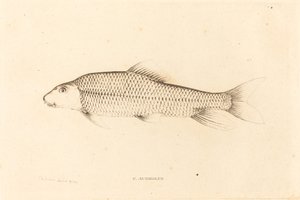 C. Aureolus da Charles Alexandre Lesueur