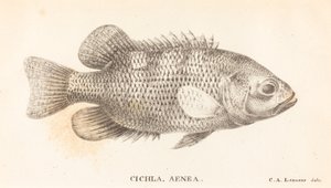 Cichla, Aenea da Charles Alexandre Lesueur
