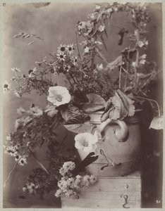 Studio di fiori con vaso di Colonia su cassa