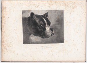 Bull-Dog da Charles Aubry