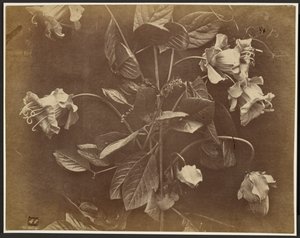 [Vite in fiore]