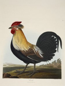 Gallo, Phasianus, da 