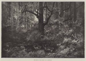 Il cuore della foresta