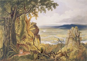 La Roccia Comuti o Taquiare, sul fiume Essequibo, da 