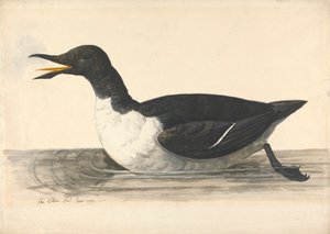 Un uria, giugno 1742 da Charles Collins
