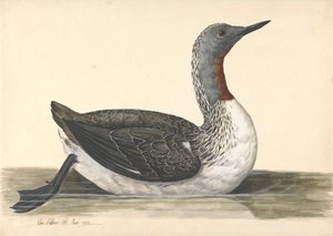 Un tuffatore dalla gola rossa, giugno 1742 da Charles Collins