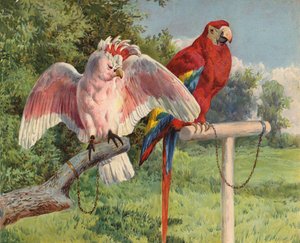 Cacatua e ara