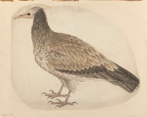 Avvoltoio egiziano da Charles Collins