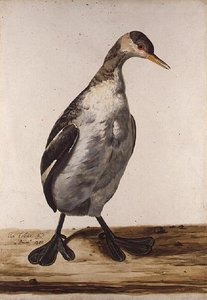 Il Grande Svasso