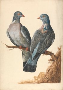 Due Piccioni Selvatici da Charles Collins