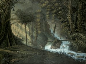 Foresta Brasiliana da Charles Comte de Clarac