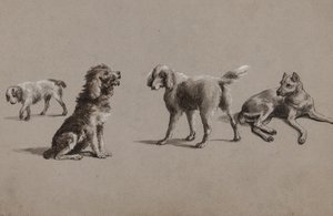 Studi di cani da Charles Cooper Henderson