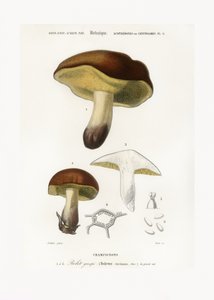 Fungo (Boletus circinans) da Charles Dessalines D