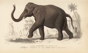 Elefante indiano, da "Dictionnaire Universel d