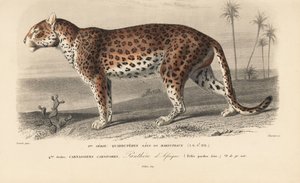 Leopardo, da "Dictionnaire Universel d