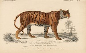 Tigre reale, da "Dictionnaire Universel d