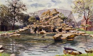Zoo di Londra: Stagno dei leoni marini