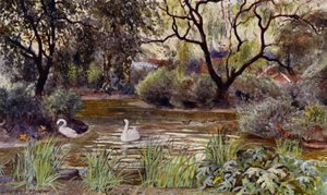 Zoo di Londra: Stagno delle tre isole