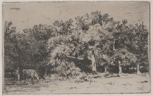 Un angolo della foresta di Fontainebleau