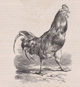 Coq de ferme, razza comune, da Magasin Pittoresque, ca. 1852 da Charles Emile Jacque