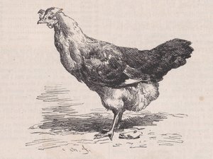Gallina francese ordinaria, cattiva ovaiola, da Magasin Pittoresque da Charles Emile Jacque