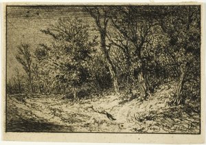 Strada al margine di un bosco