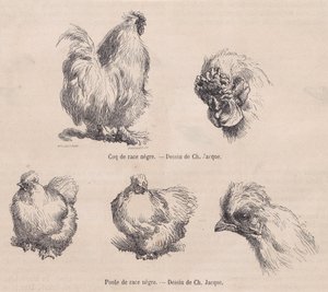 Gallo e gallina Silkie, da Le Magasin Pittoresque da Charles Emile Jacque