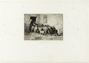 Le pecore tornano a casa