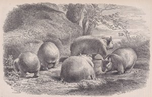 Il vombato, da Le Magasin Pittoresque, ca. 1852 da Charles Emile Jacque