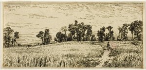 Campo di grano