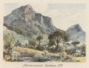 Sudafrica: Giardini di Kirstenbosch, CP