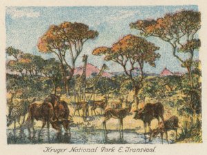 Sudafrica: Parco Nazionale Kruger, E Transvaal