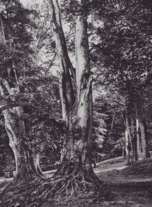 Una radura nel parco di Knole da Charles Essenhigh Corke