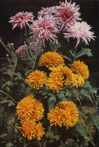 Crisantemi di Confine da Charles Essenhigh Corke