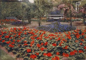 Geranio Paul Crampel e altri fiori estivi da Charles Essenhigh Corke