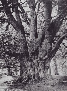 Re Faggio, Parco di Knole da Charles Essenhigh Corke