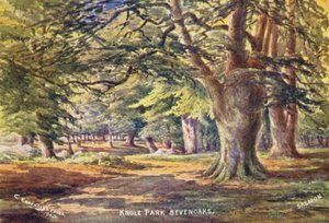Knole House: Faggi nel Parco
