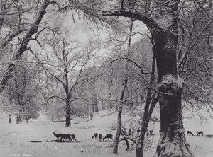 Parco di Knole