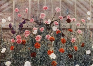 Garofani a Fioritura Perpetua
