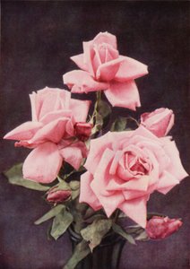 Rosa Lady Ashtown