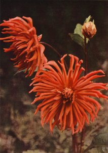 La dalia cactus "Brisbane" da Charles Essenhigh Corke
